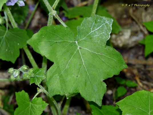 {Hydrophyllum appendiculatum}